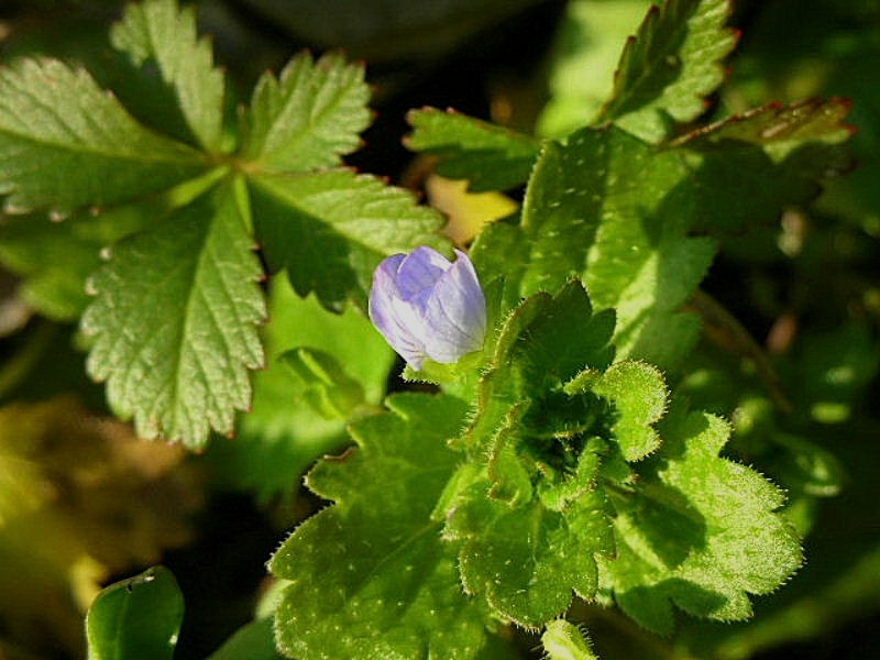 Veronica persica / Veronica comune